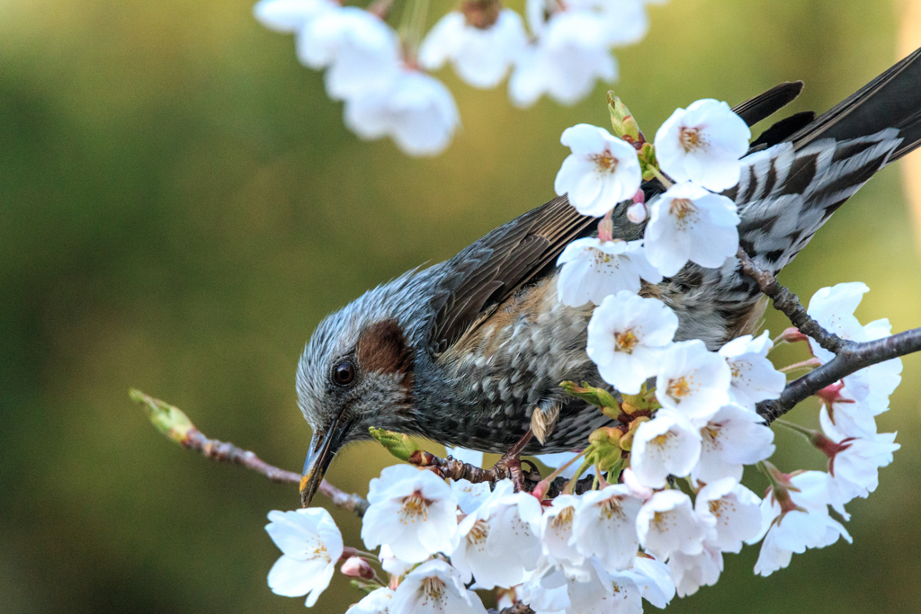 桜にヒヨドリ