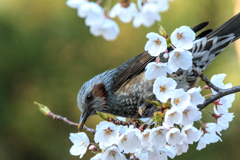 桜にヒヨドリ