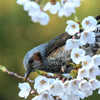 桜にヒヨドリ