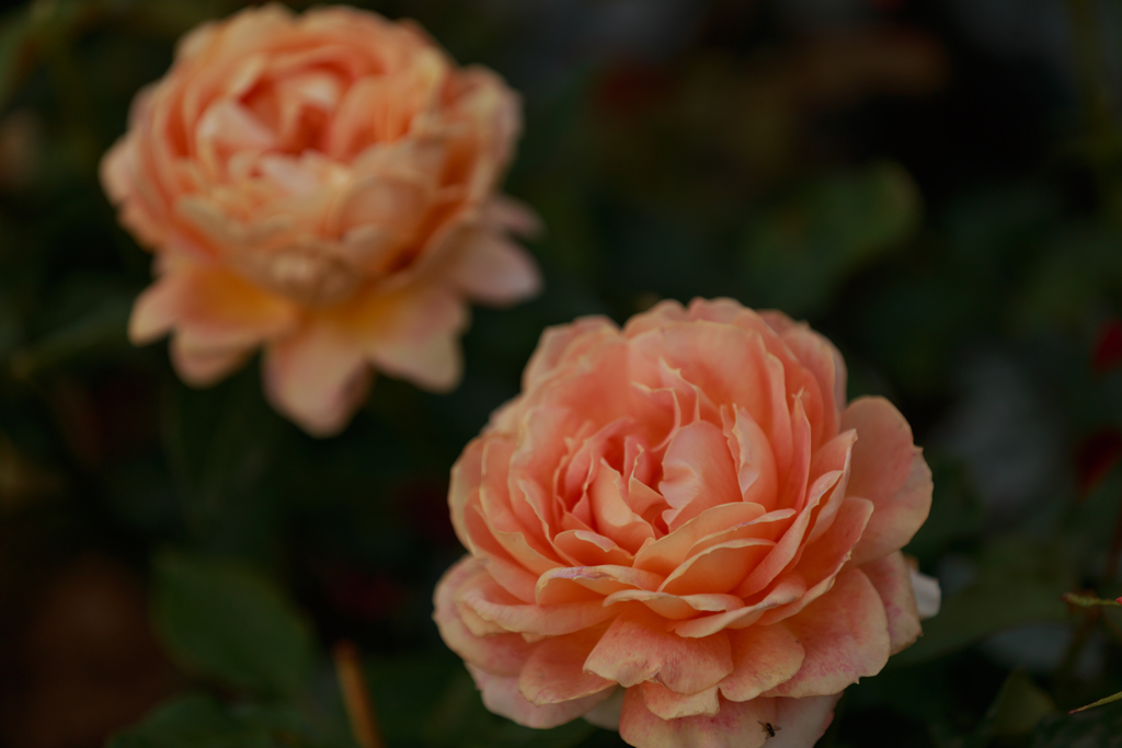 キャラメル アンティーク