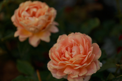 キャラメル アンティーク