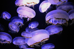 海月　Ⅱ