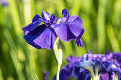 花菖蒲