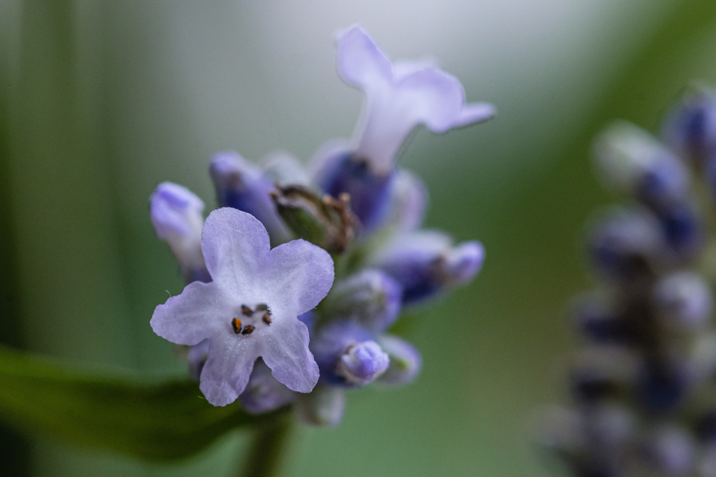 ラベンダーの花　Ⅱ