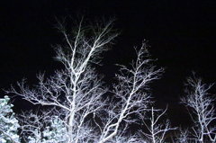 夜の樹