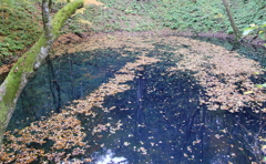 青池