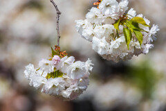 山桜