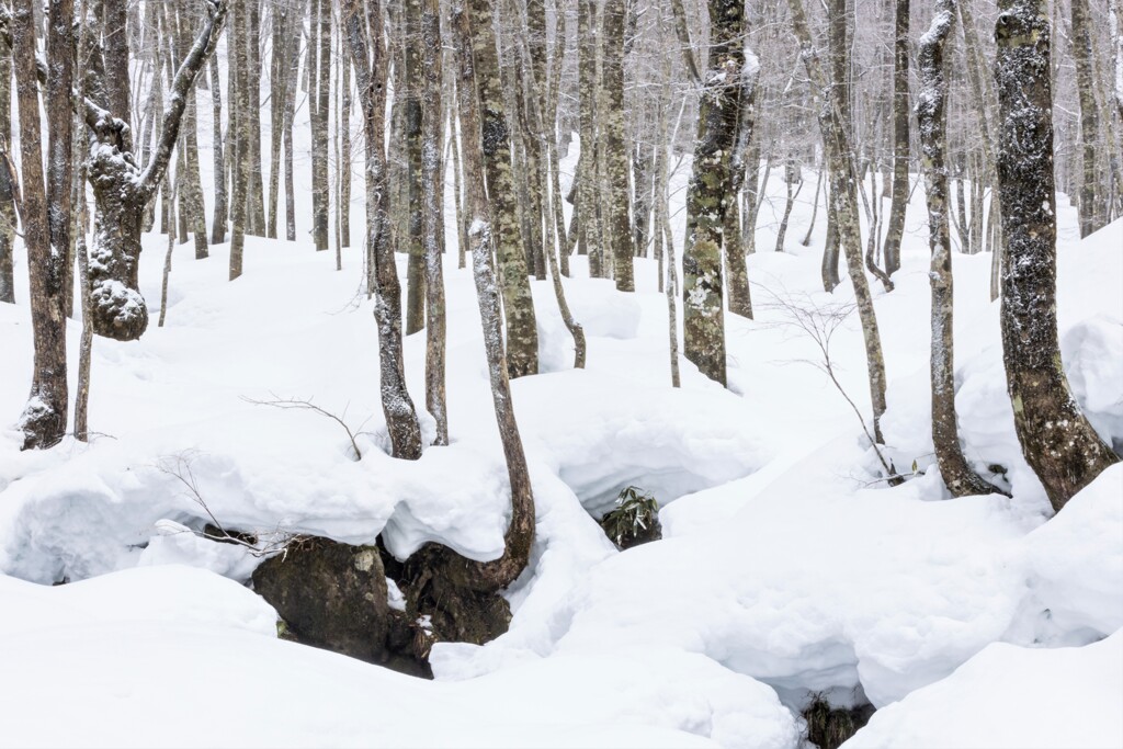 雪林　Ⅳ
