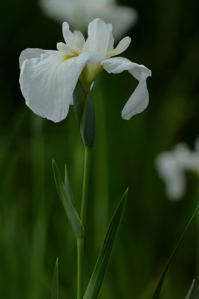 花菖蒲３