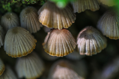 キノコ　名を知らず