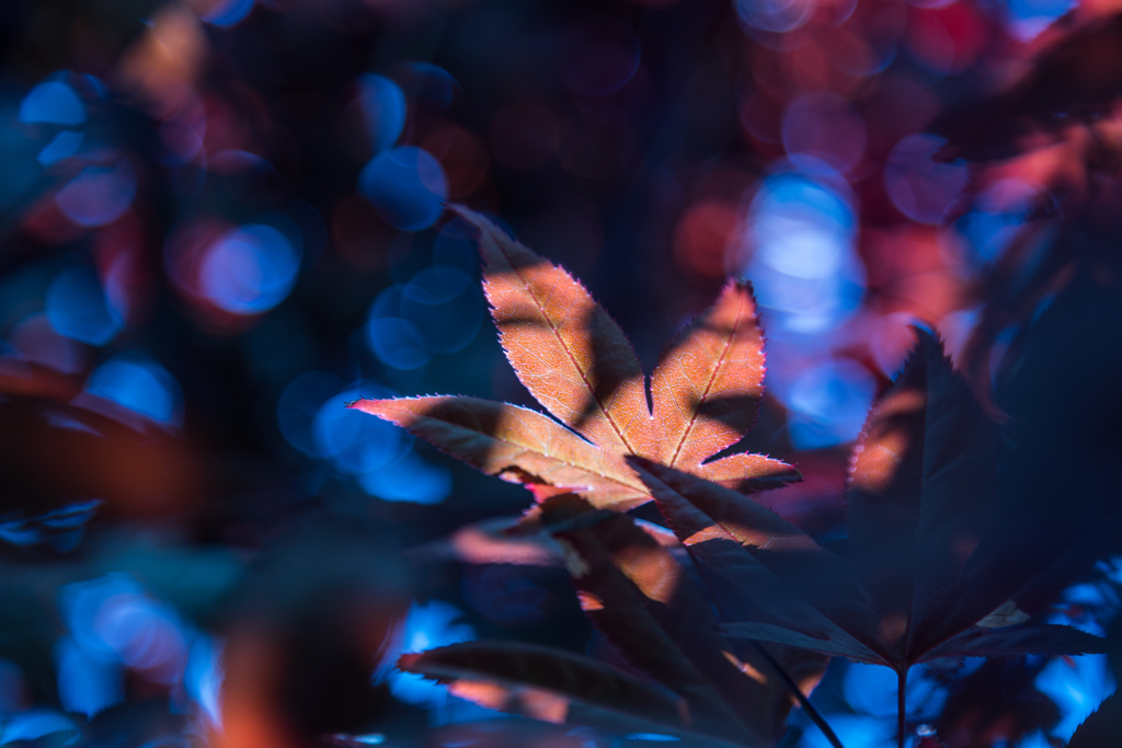 六月の紅葉　Ⅰ