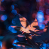六月の紅葉　Ⅰ