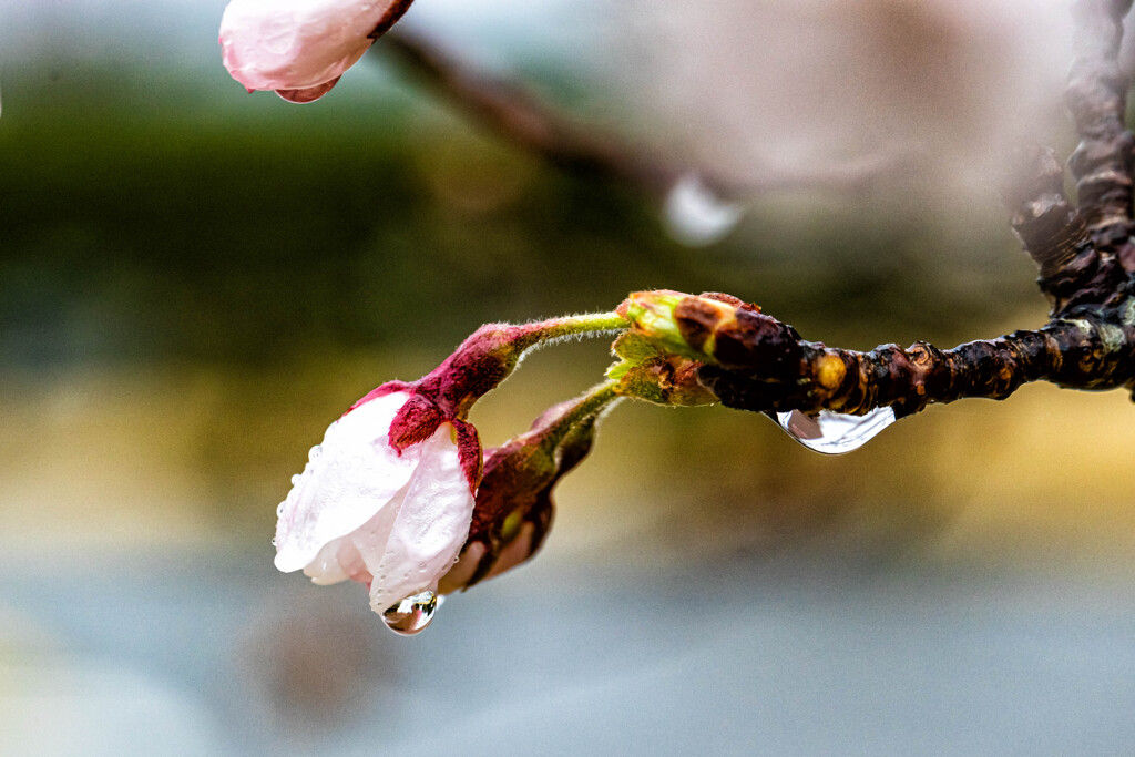 桜開く