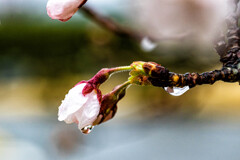 桜開く