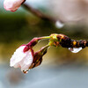 桜開く