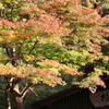 お殿の紅葉