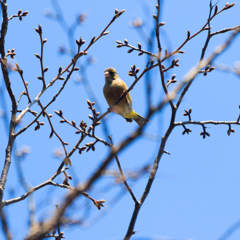 まだ蕾なんだ～