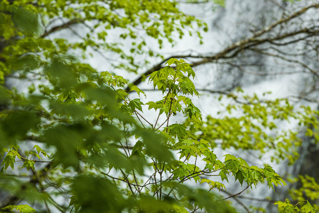 新緑～滝景～