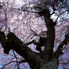 大竹地区の枝垂れ桜　Ⅳ