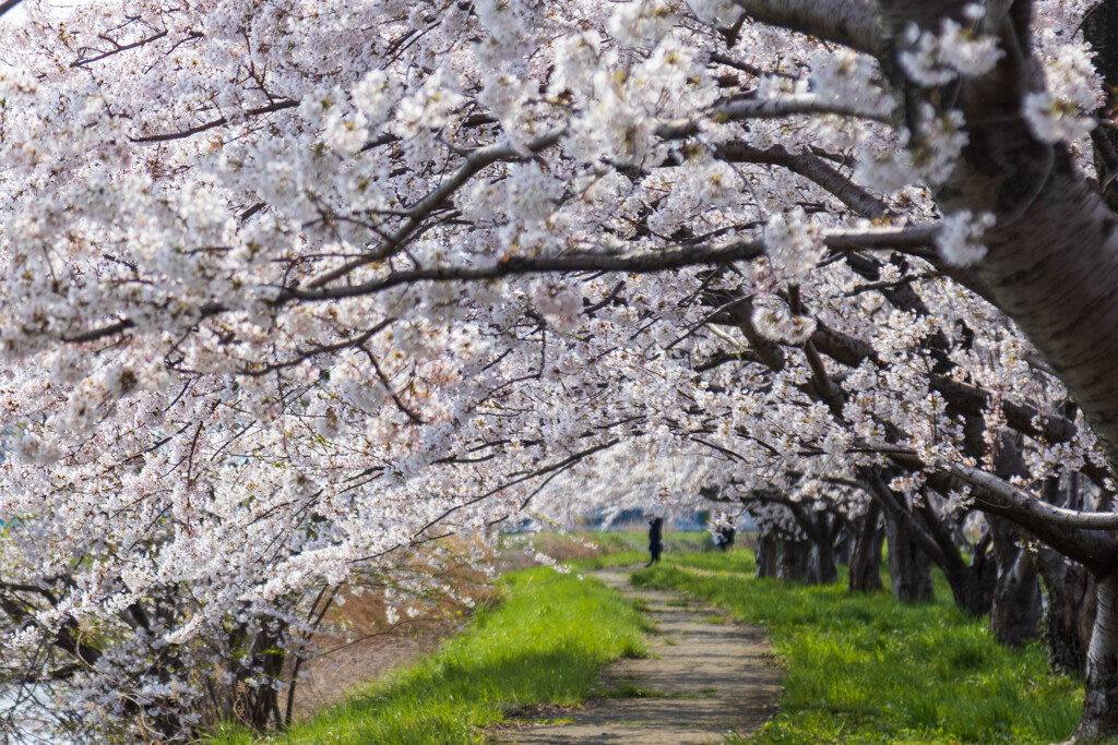 花天井