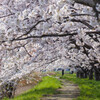 花天井