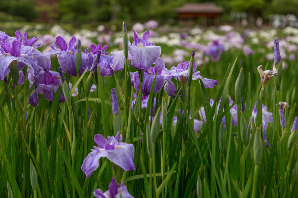 菖蒲園