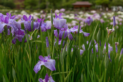 菖蒲園