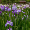 菖蒲園