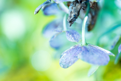 冬の紫陽花　Ⅰ