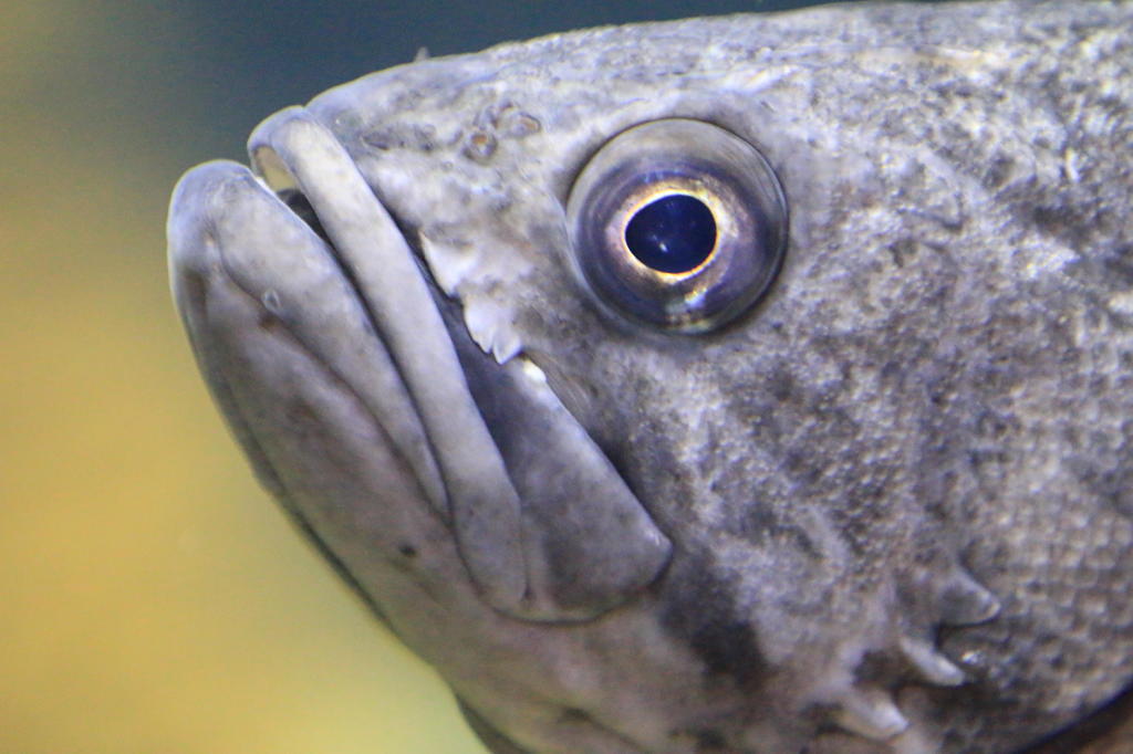 魚顔　１