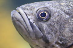 魚顔　１