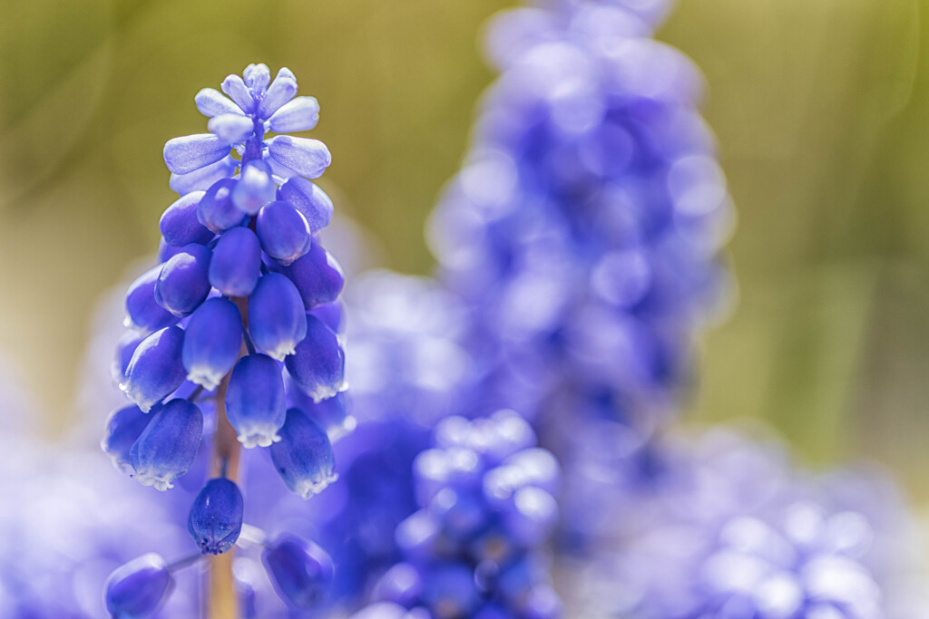春の記憶　ムスカリ