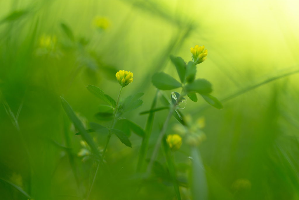 コメツブツメクサ