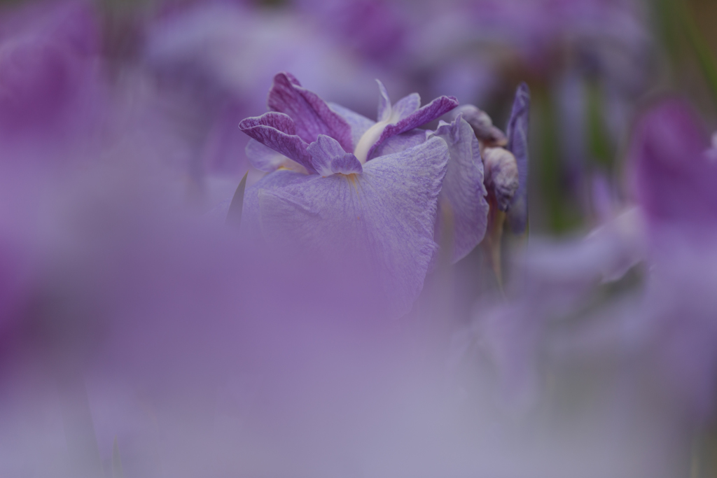 菖蒲　Ⅱ