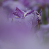 菖蒲　Ⅱ