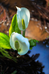 中島台の水芭蕉Ⅱ