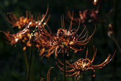 狐の花火