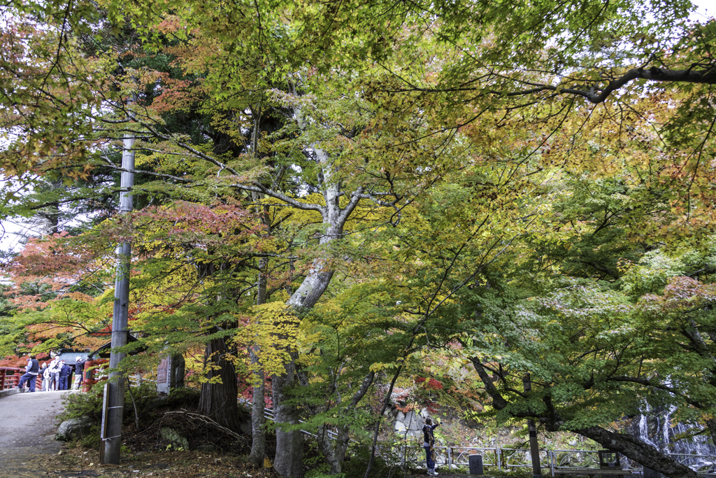 中野もみじ山に行って来ました