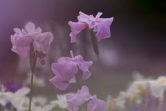 菖蒲　Ⅲ