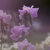菖蒲　Ⅲ