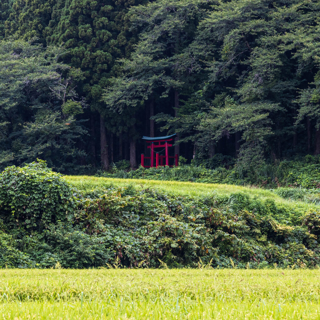 社