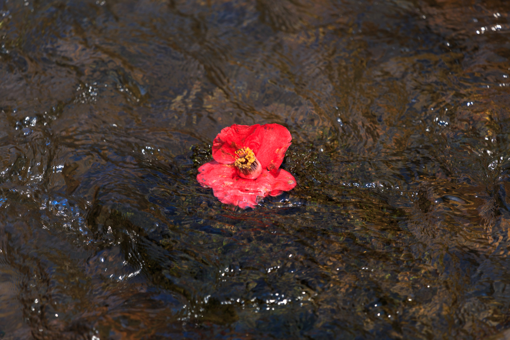 落花流水