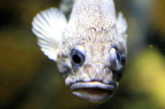 魚顔　２