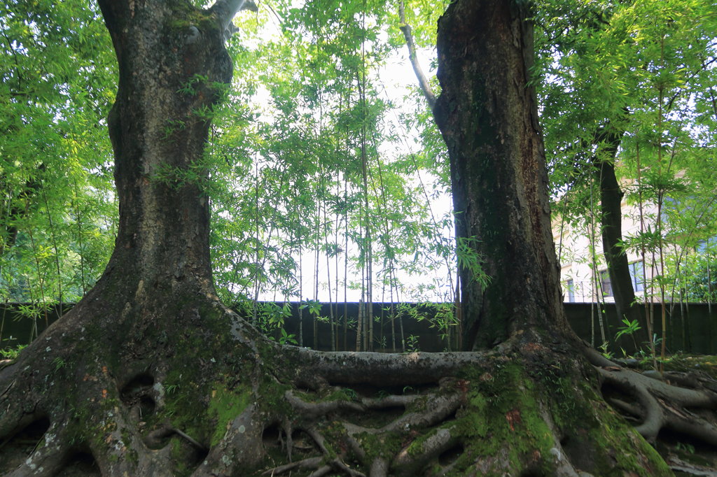 広隆寺境内