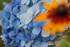 紫陽花　Ⅵ