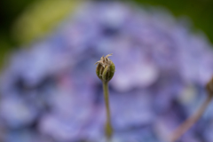 紫陽花　Ⅴ