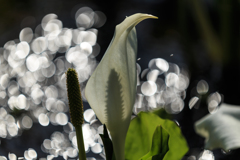 水芭蕉　Ⅱ