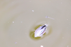 ミズスマシ　１