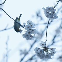 夕暮れサクジローⅡ