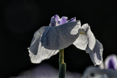 花菖蒲　Ⅰ